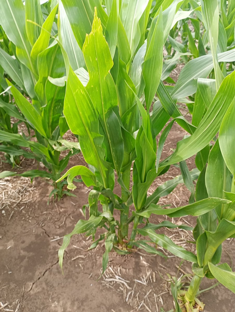 Aleferretti tweet media