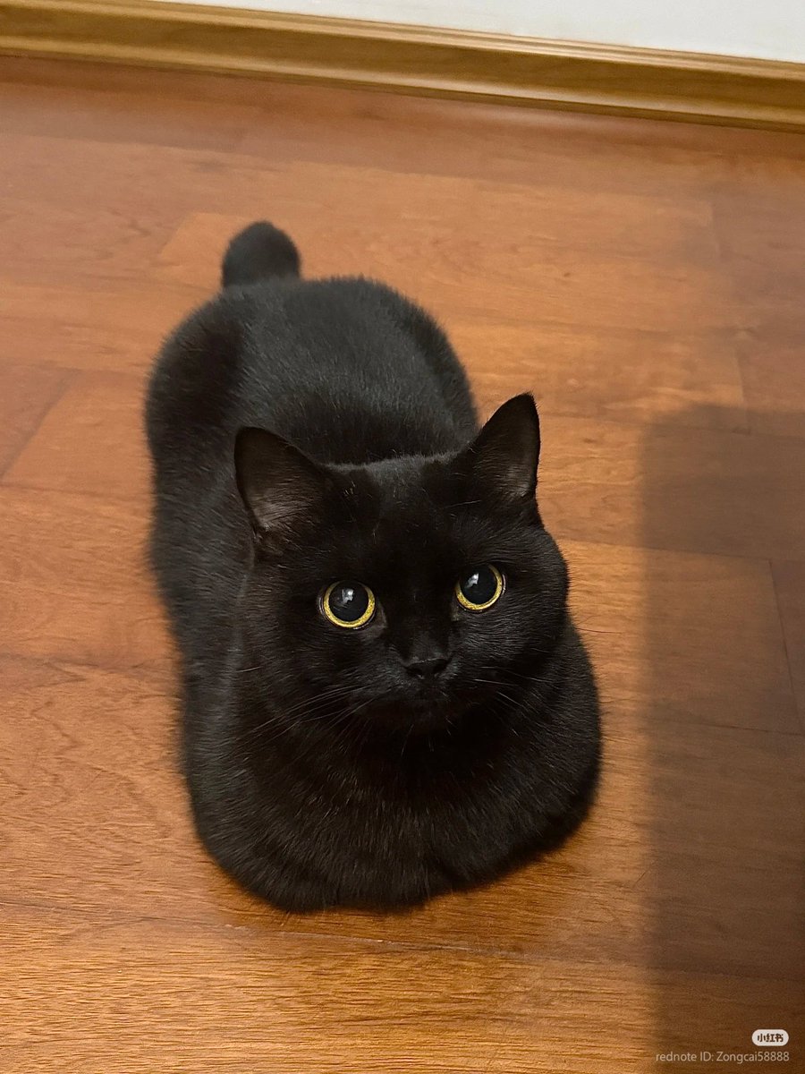 nocontextscats's tweet image. Burnt loaf
