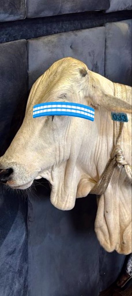 furqonibraheem's tweet image. Which animal is this ?