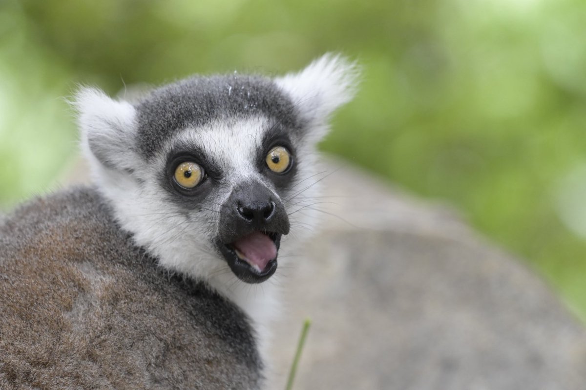 #TLにワオキツネザルのドアップ画像をあげて人々を幸せにしよう計画