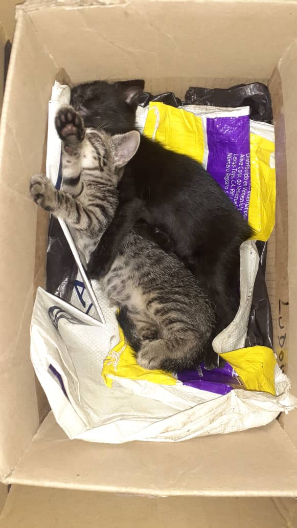 yaracalcagno's tweet photo. Difundo. 🔈 Hermosos gatibebes en adopción urgente. Necesitan resguardo ya. Ubicación Petare. Tlf. 0424-1675776 https://t.co/t2gjsdD0lS
