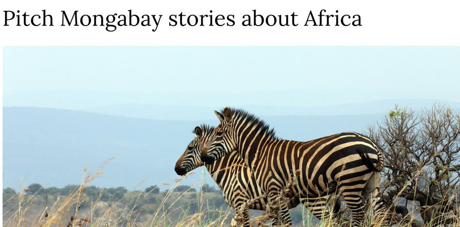gijnAfrica's tweet photo. Got good environmental story ideas?

@Mongabay, a GIJN member, seeks your pitches. They are accepting proposals from experienced journalists for conventional news stories, in-depth features, investigative reports, profiles, &amp; case studies.

Details 👉 https://t.co/6hj3vVJIna https://t.co/agYUhOBvuV