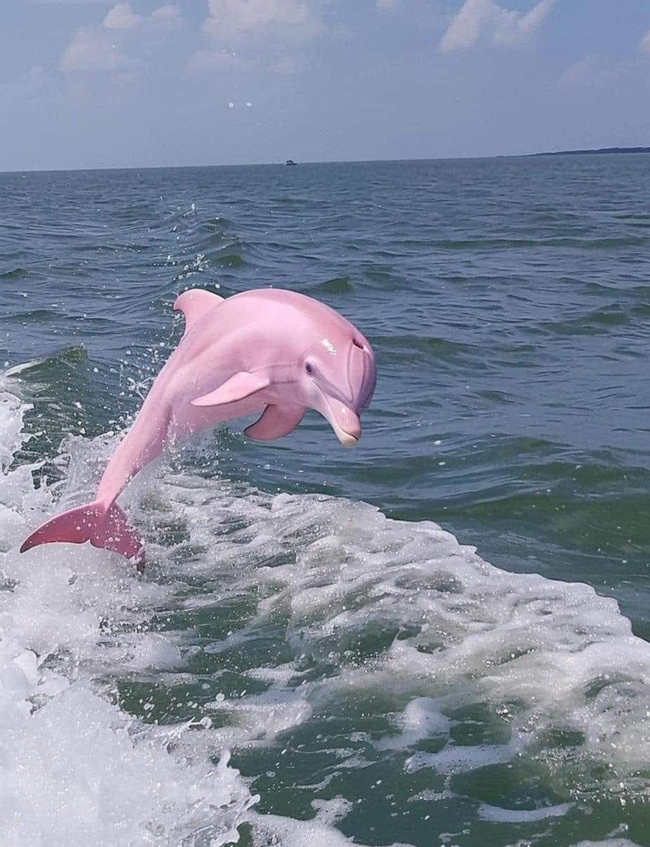 fairyprxncess's tweet image. pink dolphin