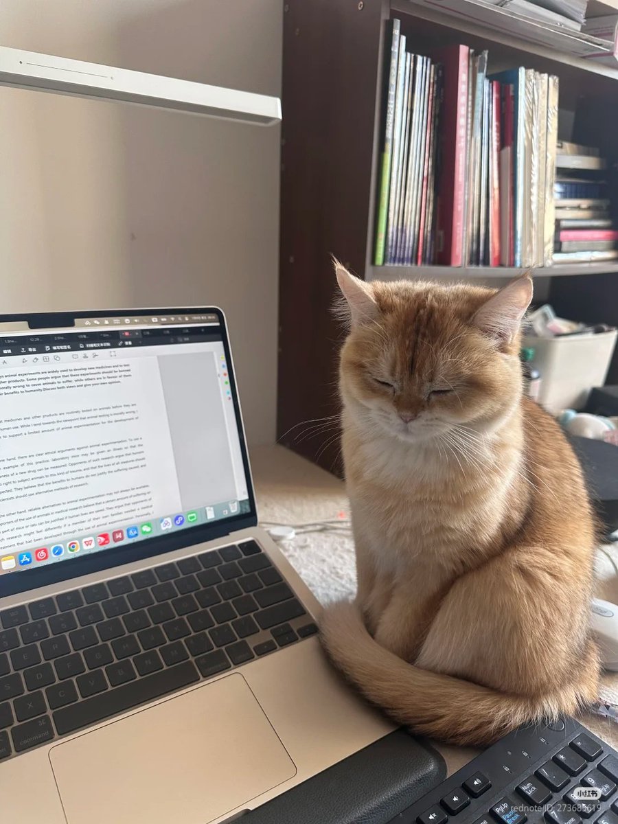 No Context Cats (@nocontextscats) on Twitter photo 