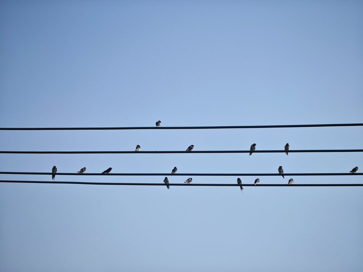 南方的冬天，你可以看到燕子晒太阳。