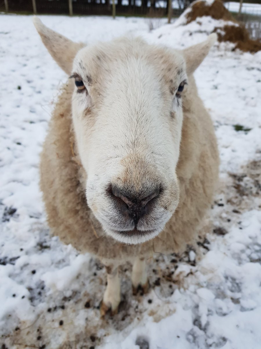 IreneMa62938009's tweet image. Hello there from Buzz. 3 degrees here today, that's positively summer 🐑🍪🦄🦚🐈💕
