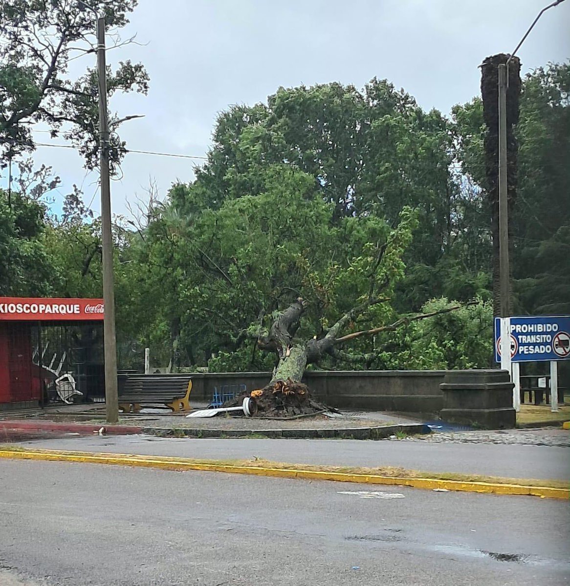 ⚠️ Se activó el Comité de Emergencia. 
Debido a las inclemencias climáticas, con lluvias persistentes y fuertes vientos, se registran caídas de árboles y ramas en distintos puntos de Florida.
Por caída de árboles o cualquier inquietud: 099923815 / 099352020 / 43520185.
08002508.