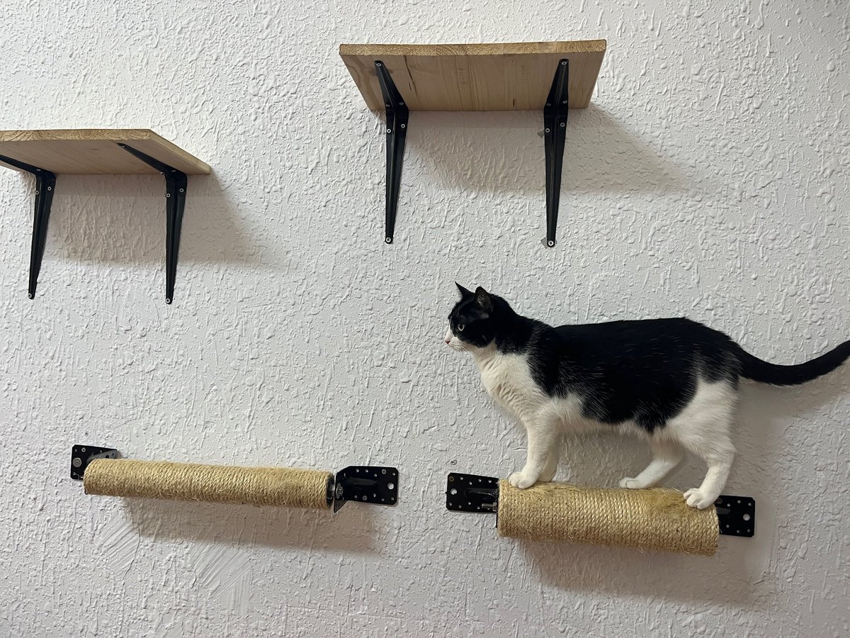 PorTi__25's tweet photo. 💬M.J, voluntaria en EspaZio Felino Shanti:  “Los gatos están muy olvidados; también son domésticos y necesitan ser salvados” 

🫂 GyP Felina Aragón 

📍Calle de Miguel de Servet 11. 
😸 Allí esperan gatos que buscan un nuevo hogar. 

💚🤝🏻

#PorTi #gatos #protectorafelinazaragoza https://t.co/Sx9w7hI18P