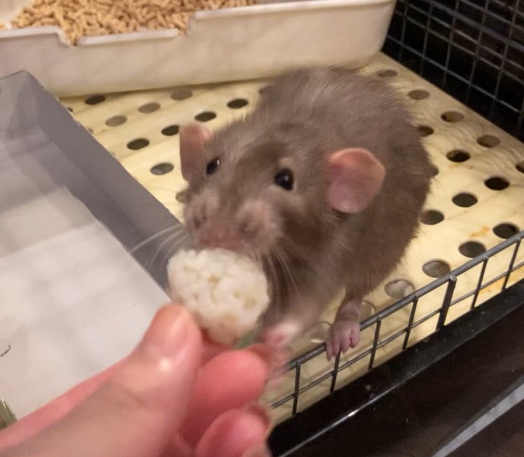 nemutamatama's tweet image. 人間は、ねずみへおにぎりを運ぶ役目