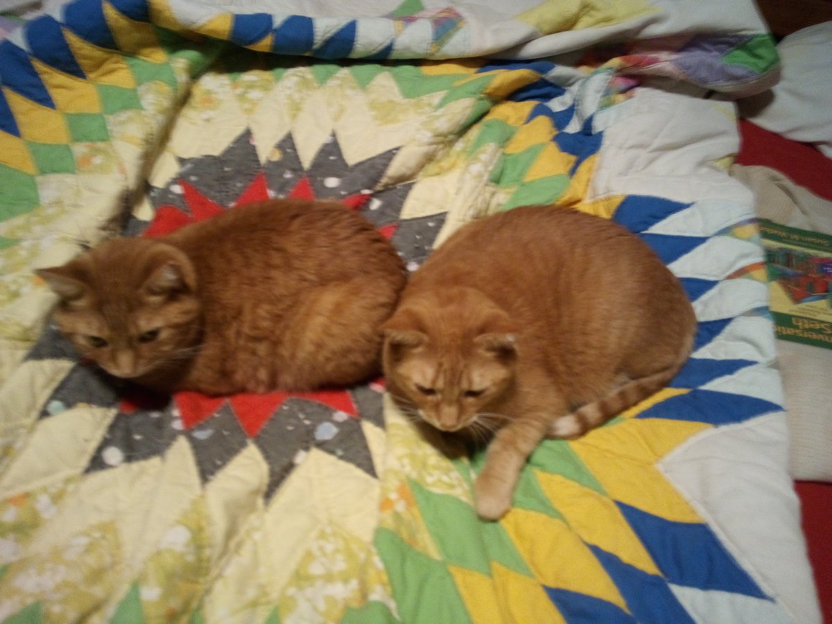 AntParsonsMusic's tweet photo. Happy Caturday from me and my boys. This is what I come home to very often when I have to be out of the house. I am a lucky man! #Tigerpaws #Bernardo #Caturday https://t.co/wDRnqcTBEj