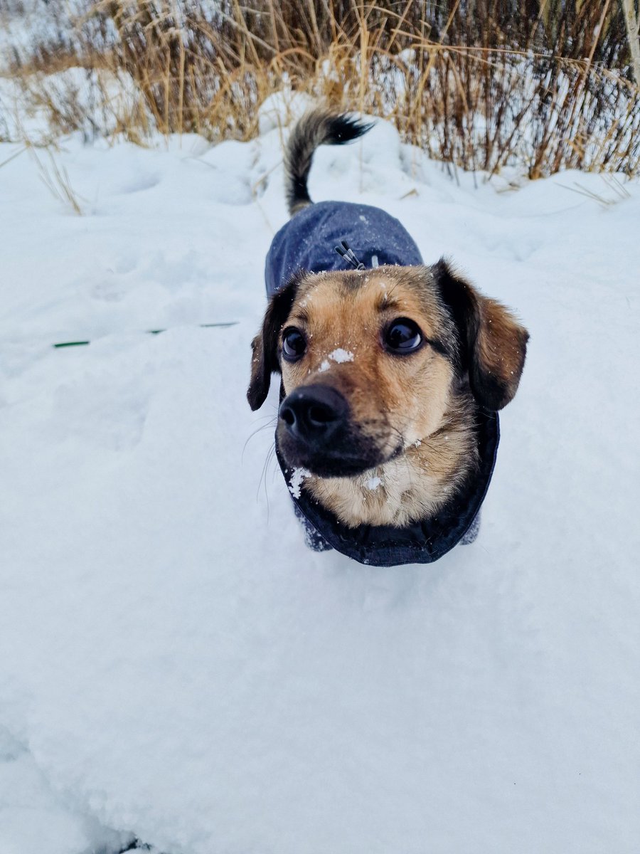 Šaiba, misters ārā gājējs un pie durvīm bļāvējs.
Un Konfekte, kurai nebija izvēles.
😂🐾❤️