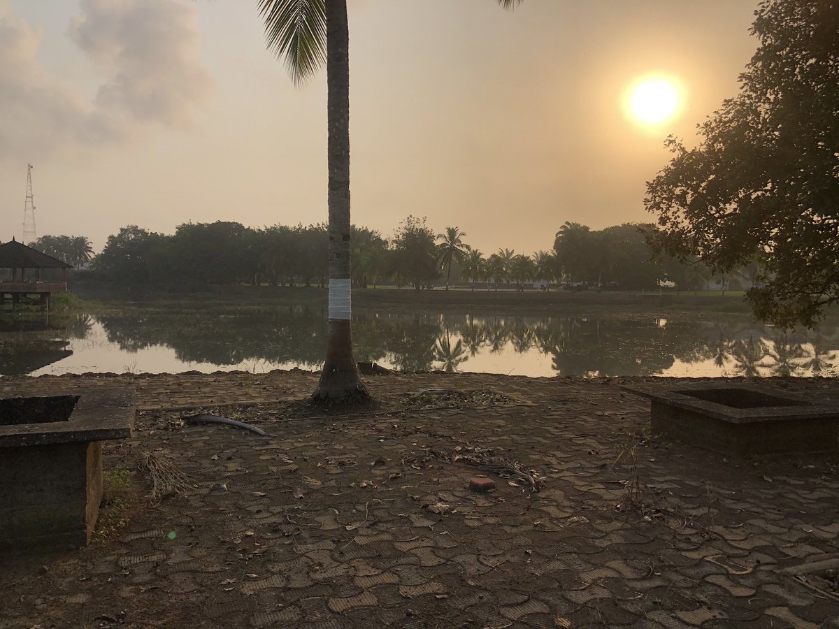 HomemadeHalo's tweet image. Share any tree photo