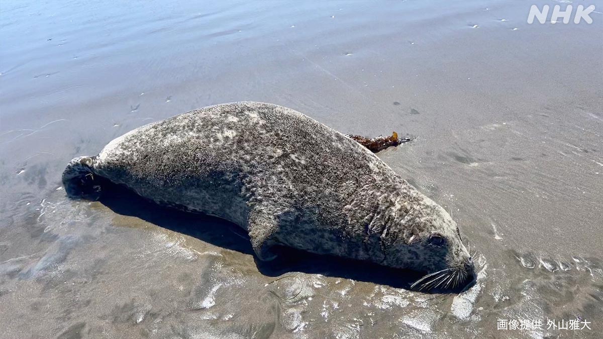 ダーウィンが来た！ (@nhk_darwin) / Posts / X