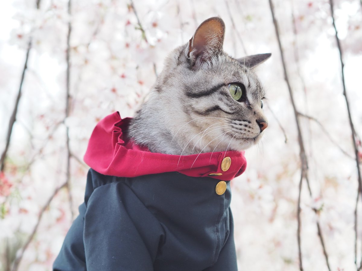 やっと週末だ
猫たちと呪術廻戦観るぞぅ😆😺😼

#呪術廻戦  #虎杖悠仁  #乙骨憂太