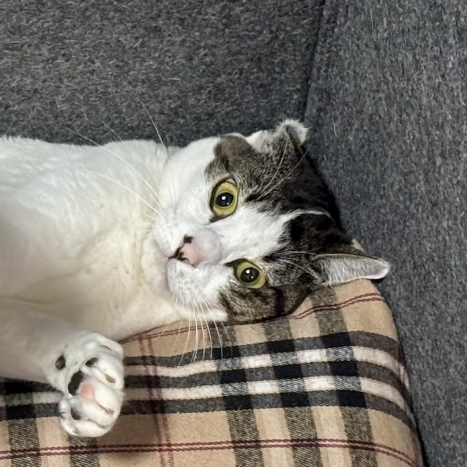 しお（奥）「（飼い主…‼︎早く助けて…‼︎）」