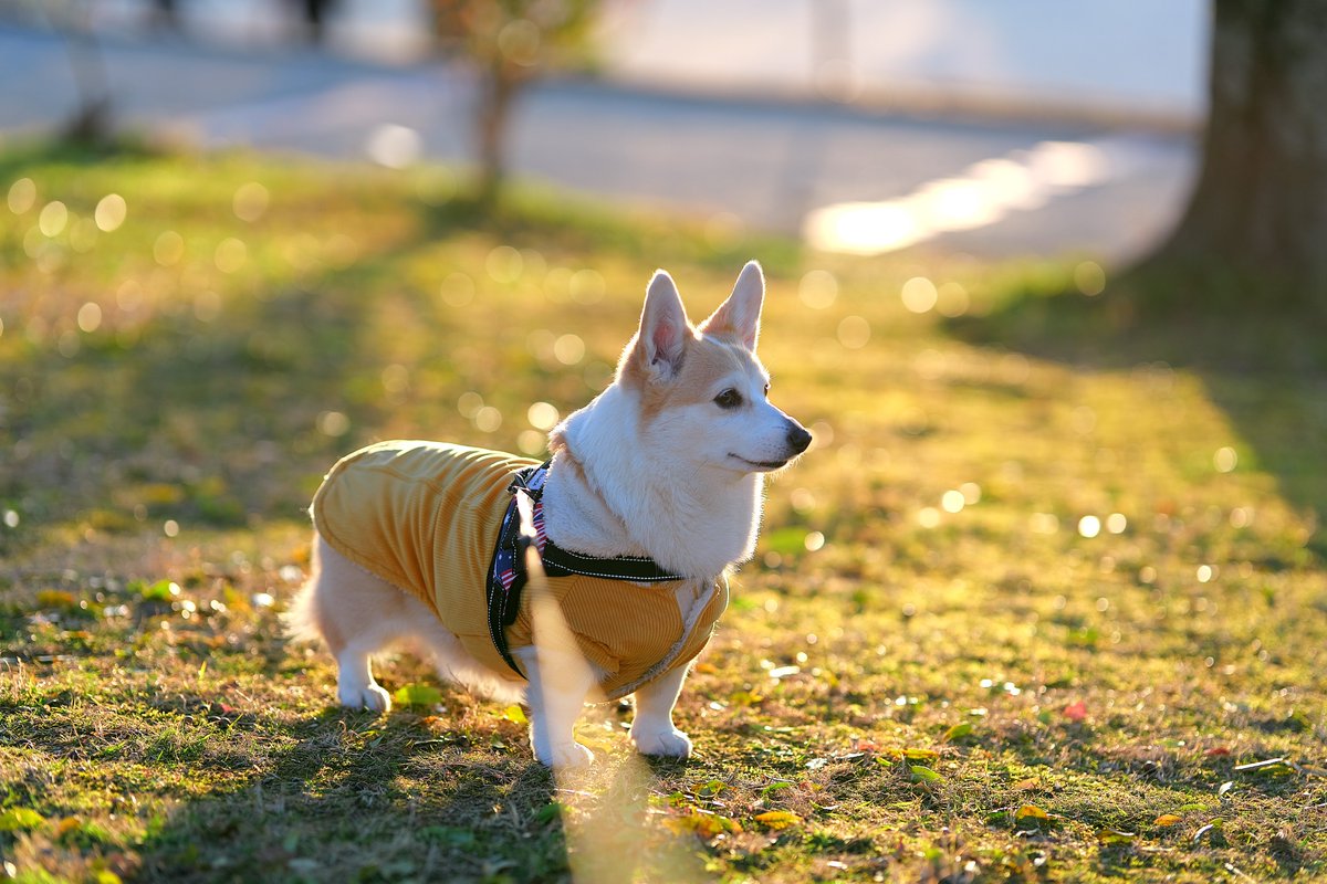 shippokuru's tweet photo. 今日の雫の夕方のお散歩をご紹介♪ 
お気に入りの公園で夕日に輝いてキラキラに♪
LUMIXの話題で何やら騒がしいですが、
綺麗に撮影出来るお気に入りのカメラですよん♪
#LUMIX 
#S5II 
#SIGMA 
#BOKEHMASTER 
#コーギーのいる暮らし 
#コーギー https://t.co/n3cM4Zspux