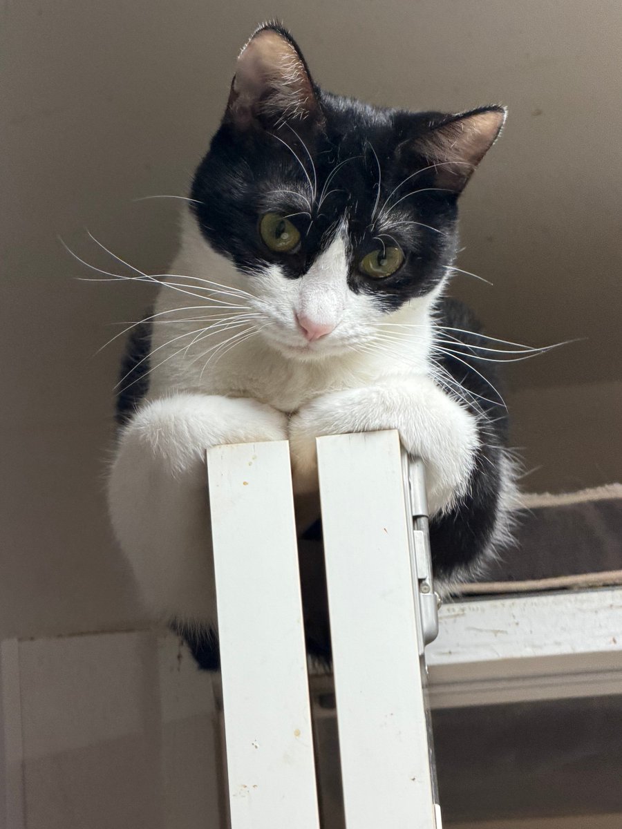 Aru Sohdaroh☆白黒ハチワレちゃんのお座り姿 Aru Sohdaroh様専用☆白黒ハチワレちゃんのお座り姿 ハチワレ 体育座り