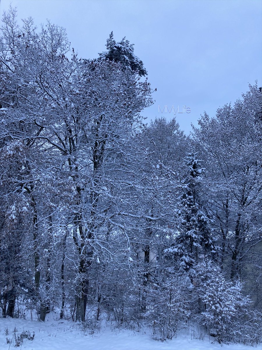 ManuelaMravlak's tweet photo. My winter ❄️ wonderland today…🩵
#NaturePhotography #Austria 🇦🇹
@StormHour @ThePhotoHour #Trees 🌲
#SaturdayFeeling #SaturdayBlue 💙 https://t.co/4W72T6M3ai