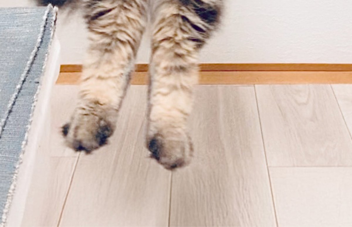 クリックしたら伸びるヤマネコが見られると聞いて...