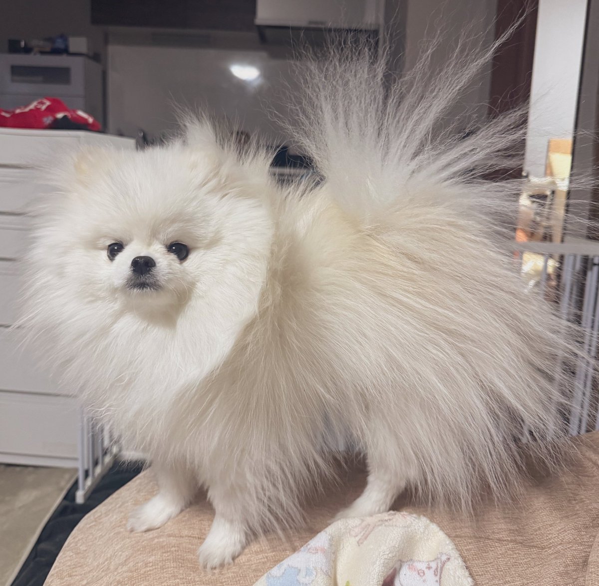 ⭐︎専用⭐︎ ポメラニアンの足様 ポメラニアン🐶 ーーーーー gogo3jino Limited Shop 〜メルヘンの世界