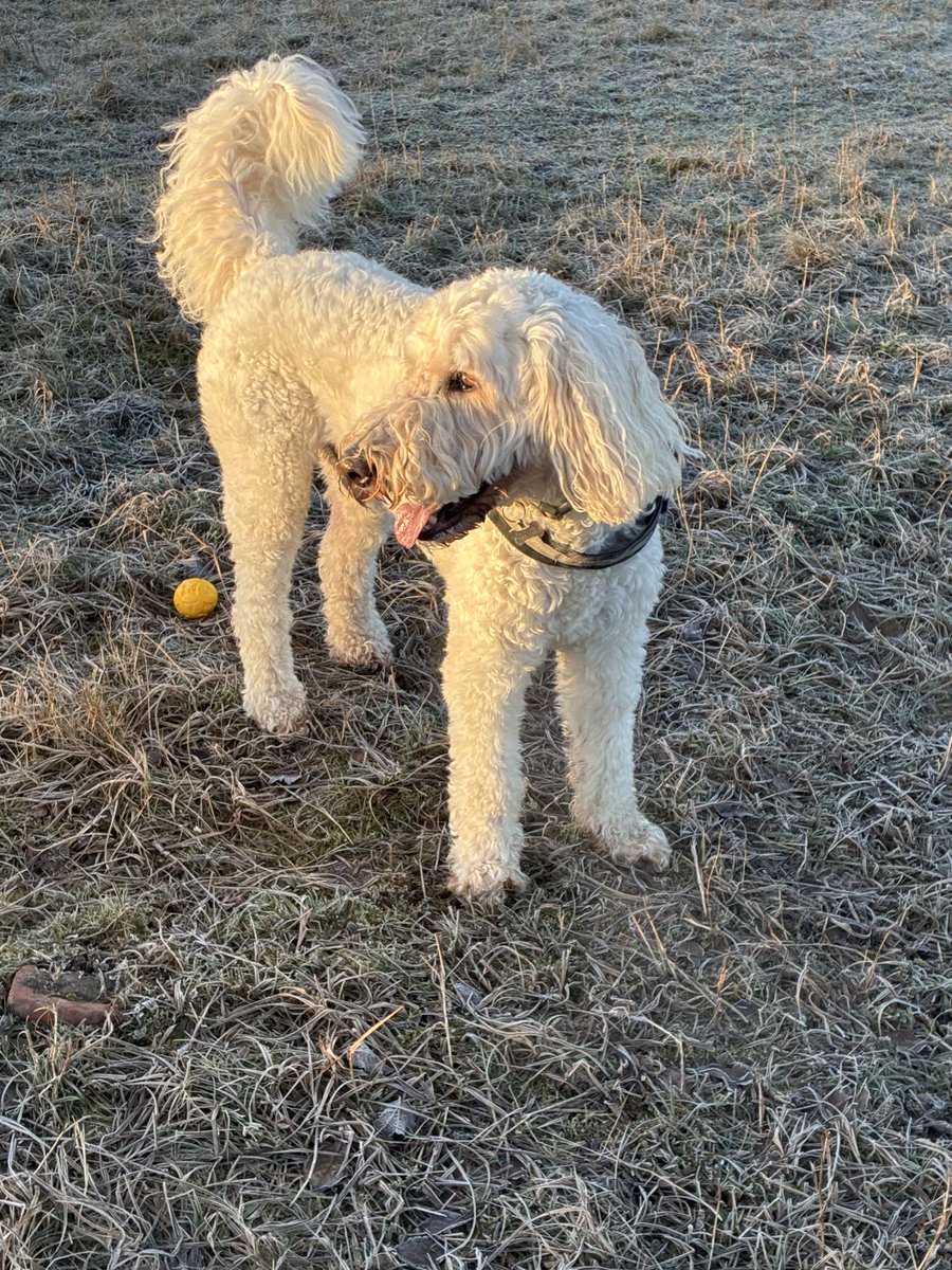 A fresh morning walk with the boy #winter #dog #walking #chilled