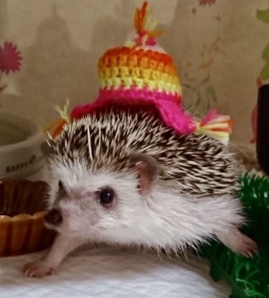 harilog's tweet photo. はりねずみと暮らしてました。どの子も可愛い家族たち。
ぴの🦔2021/11/5-2025/12/19👼
ぷりん🦔2016/11/9-2021/10/13👼
ゆきの🦔2015/10/23-2019/5/15👼
今は🦔ロスなので他の楽しい事探してます。昼寝と旅が好き💕 https://t.co/6bju3IFLka