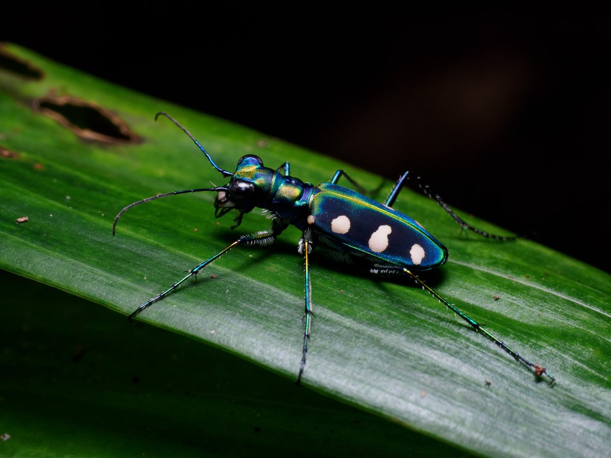 Actiusaliena's tweet image. タイワンヤツボシハンミョウ