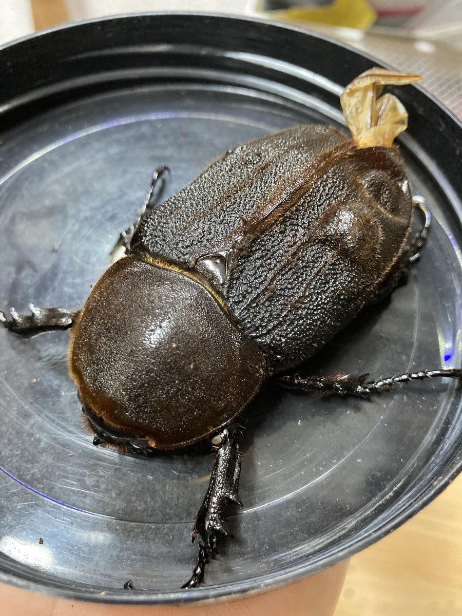 その他 uwu preview