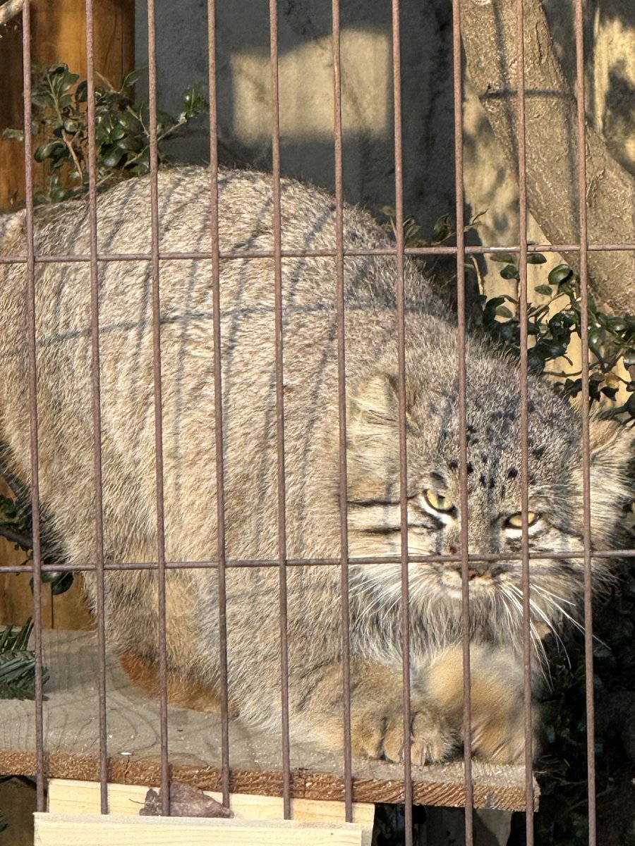 ProjectLEMO's tweet photo. 【ぬい活】
東山動物園のマヌルネコに会ってきました！

新しく生まれた子達かわいすぎる、、、

レモに似てるかモ？ https://t.co/mthZsTJzqR