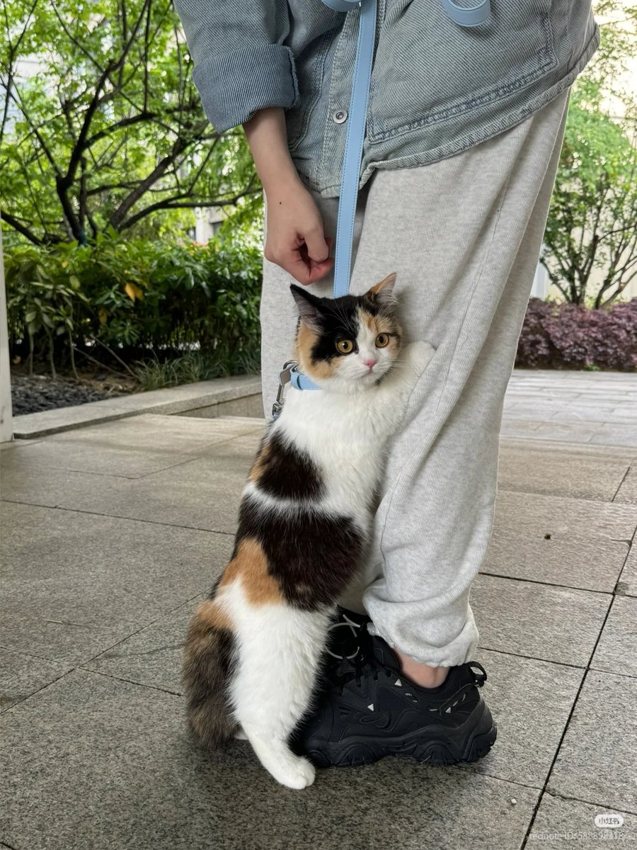 nocontextscats's tweet image. 🐱: "mom pick me up, im scared"