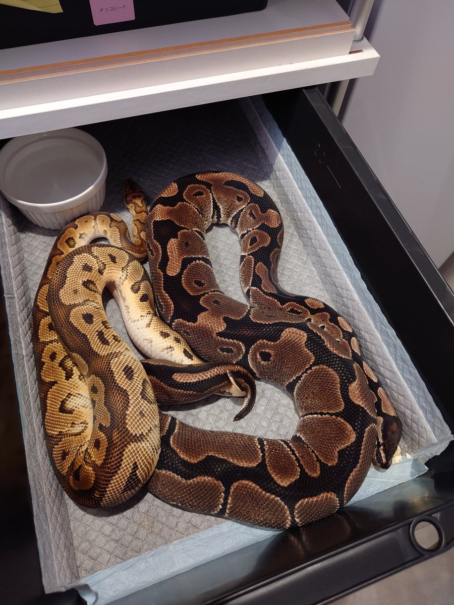 指切り確認！
アザンクラウンお願いします🙏