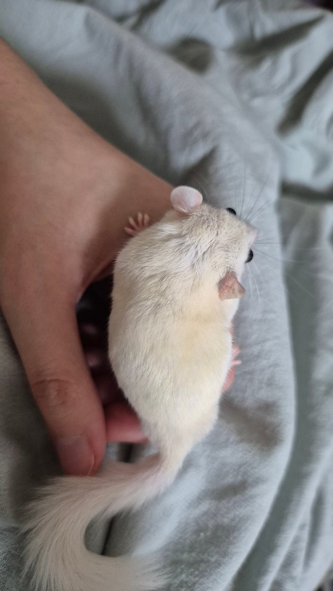 너 언제까지 누렁이 할거야. 너는 쥐잖아... 왜 그루밍을 이렇게나 몯해...?