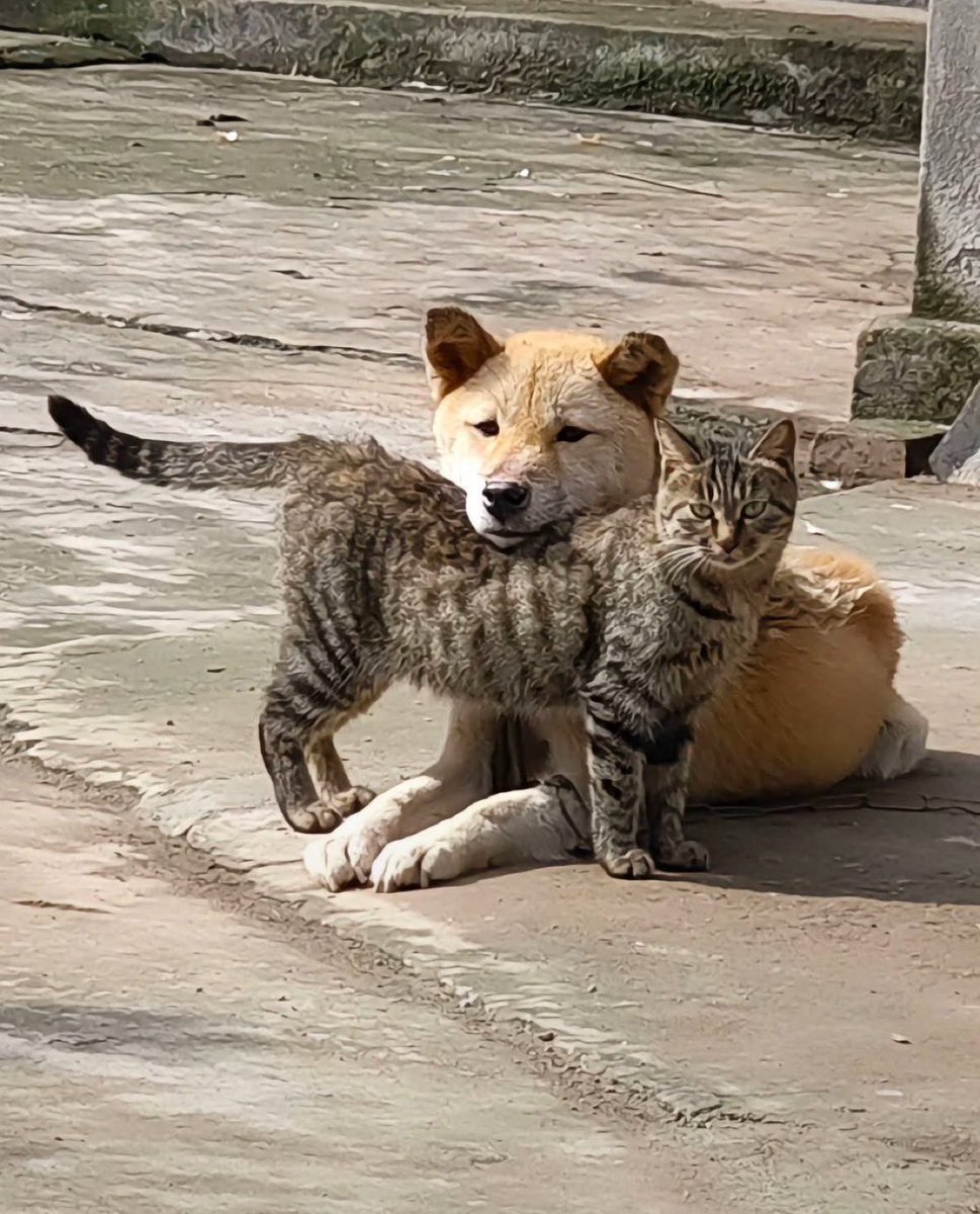 激かわ動物 tweet media