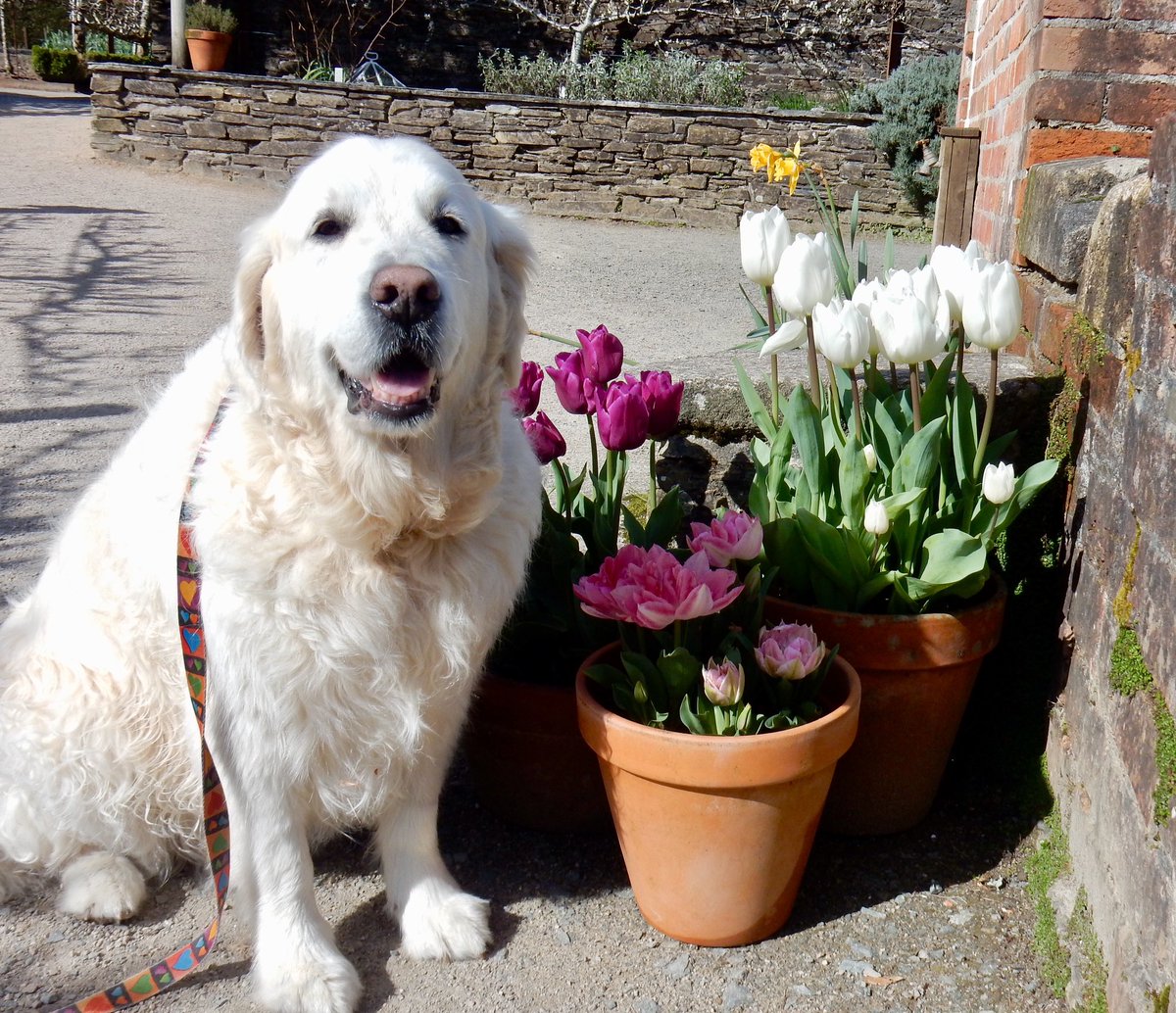 This photo just popped up randomly, reminding me of happy sunny Spring days with Ben and our favourite flowers 🌷🌷🌷 
(from 2019 in the Lost Gardens of Heligan, Cornwall)