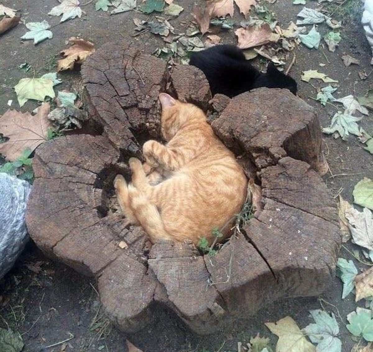 place where car shouldnt be (@carshouldnt) on Twitter photo 