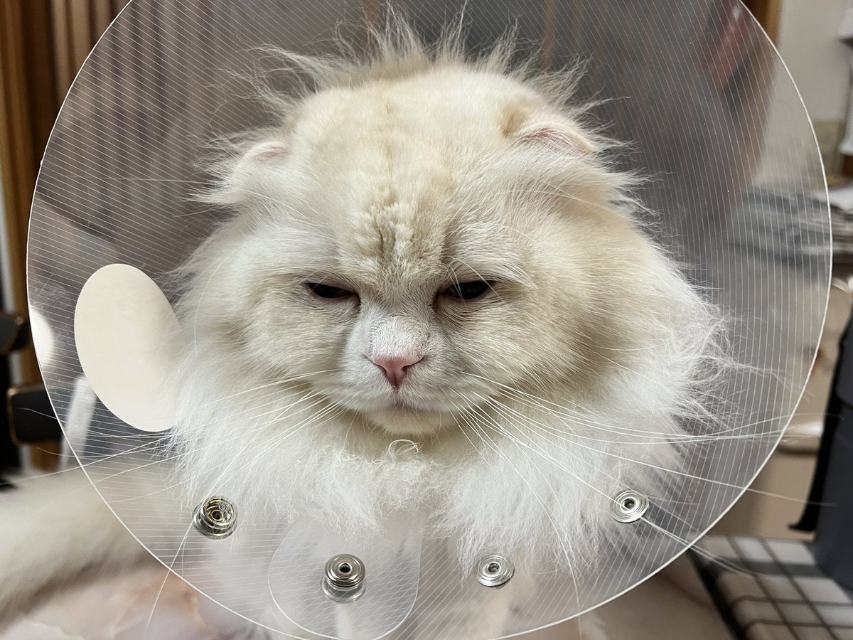 sumis600's tweet image. 現在、行動制限中😢