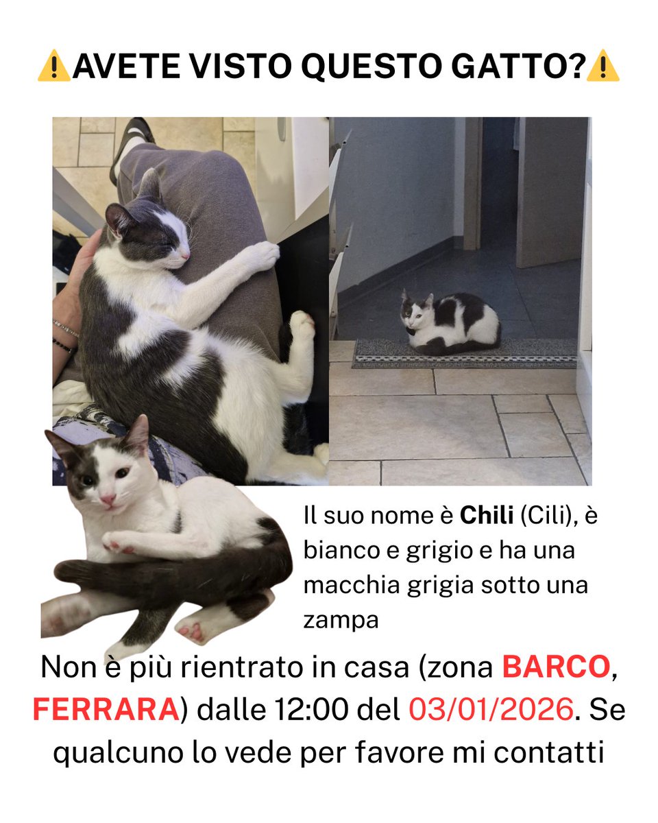 io ci provo anche qua perchè non so più cosa fare

ho smarrito il mio gattino di soli 7 mesi il 3 GENNAIO 2026 a FERRARA nel quartiere BARCO. È stato avvistato l'ultima volta il 5 GENNAIO e da allora non ho più notizie. Se lo vedete o l'avete visto vi prego di contattarmi