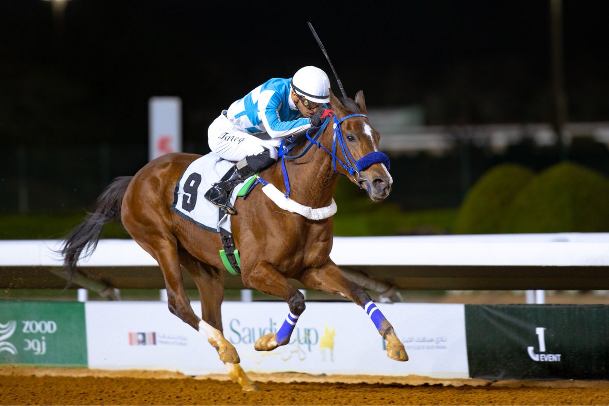 AlSayed Stud | مربط السيد tweet media