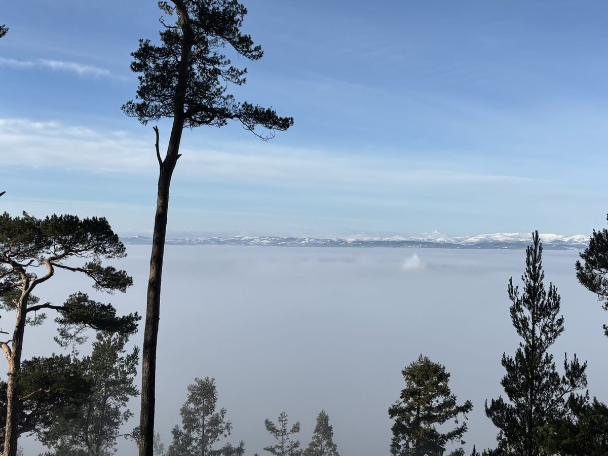 cllr_potter's tweet image. Perched above the fog on Nesscliffe Hill