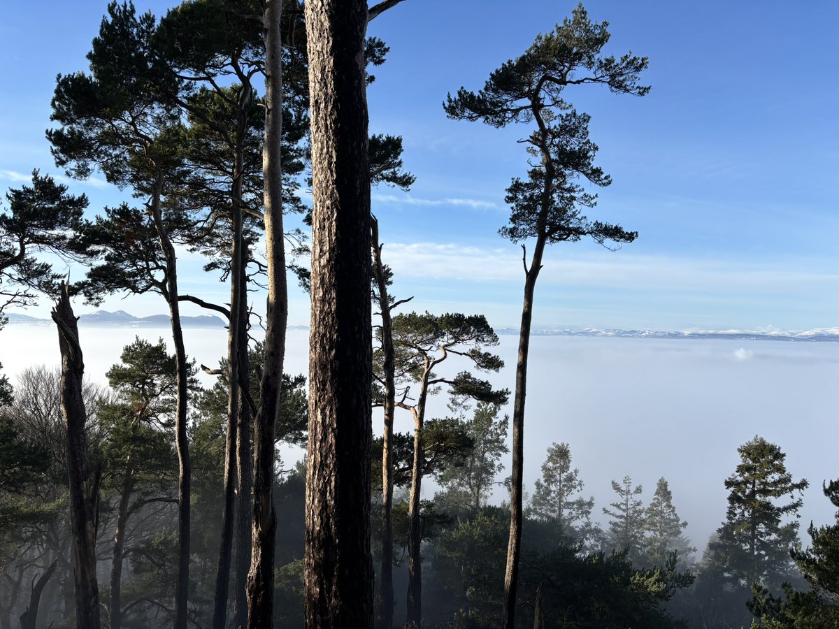 cllr_potter's tweet image. Perched above the fog on Nesscliffe Hill