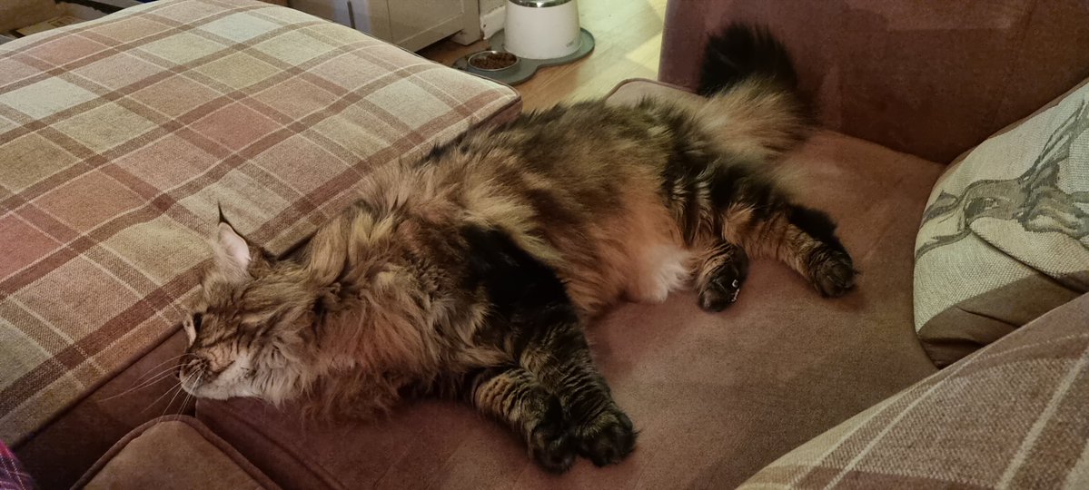 Seymour decided to join me for a #Caturday morning cup of coffee, though he took up half the sofa, of course.