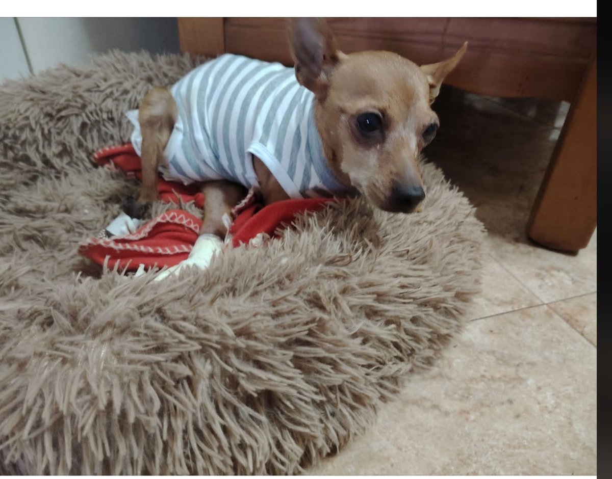 Aiutate Teresa, una donna meravigliosa che un rifugio composto da vecchietti e disabili, ho già preso da lei due cani e l’aiuto a distanza come posso.