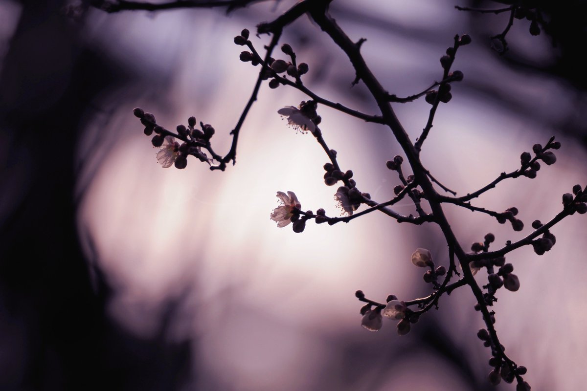 VERISUKE0805's tweet photo. Blooming in the cold sky https://t.co/LqnWhp9tBm