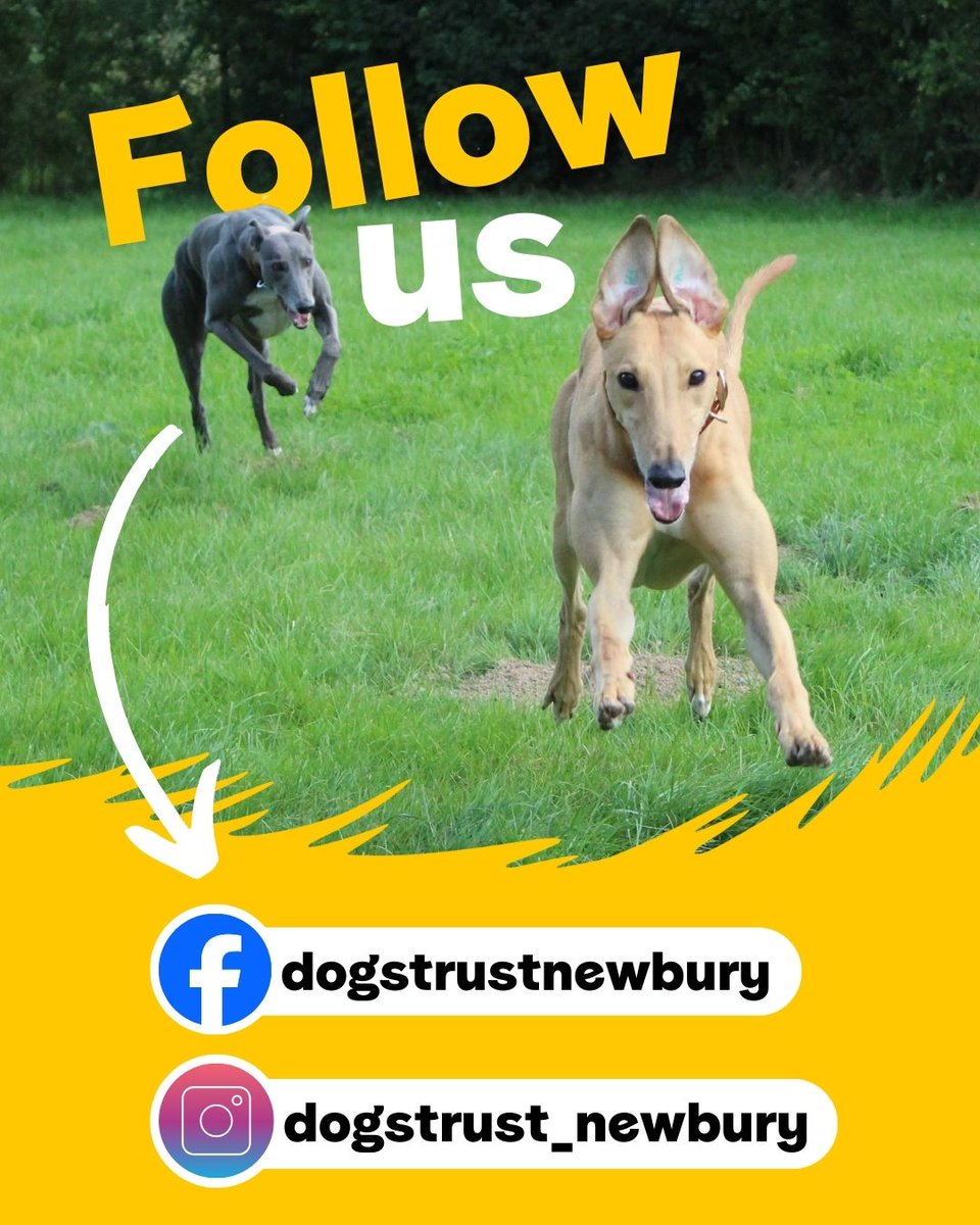📣 Guess what? We’re on Facebook and Instagram! 💙💗

👉 Give us a follow by searching 'dogstrustnewbury' to stay updated 💛

#FollowUs #Facebook #DogsTrust
