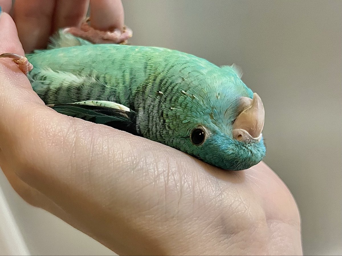 uni_nkml's tweet photo. 遅くなりましたがあけましておめでとうございます🎍
インコさんたちは元気です✨
今年もよろしくお願いします🦜 https://t.co/nSd1wUqRrC