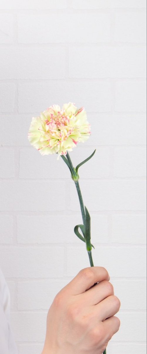 takeuchi1hiromi's tweet photo. @takeshima_staff 宏さんカーネーション💮お花ありがとう😊「LOVE・愛」❤️
カーネーションには色ごとの
花言葉がありますが、英語の花言葉"愛"もシンプルで良いですね😊宏さんお疲れ様でした🙂
#ひろネット
#絆
#花
#花言葉
#花便り
#カーネーション
#fIower
#愛 https://t.co/cLYh7DSeXx