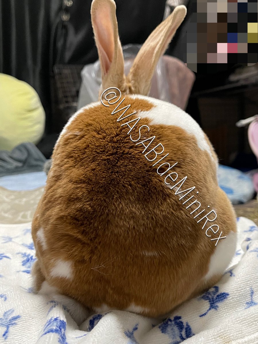 左側だけぺろぺろしてるのね🤤 🐰飼い主が来たわね… うーん、左側だけ