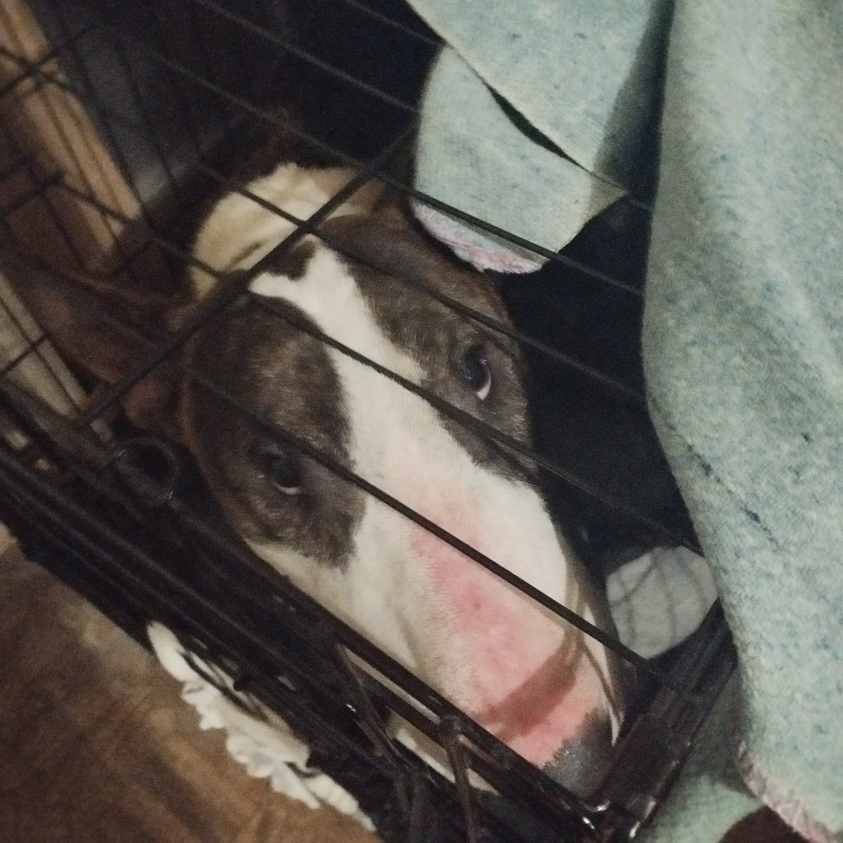 rtmkff's tweet image. я ничего не писал все эти дни потому что взял на передержку вторую собаку и все эти дни мощно охуевал. отдали его новому хозяину, теперь можно и выхуеть обратно. 

на будущее для себя: НИКОГДА больше не брать не кастрированных кобелей на передержку. и своего кастрировать.