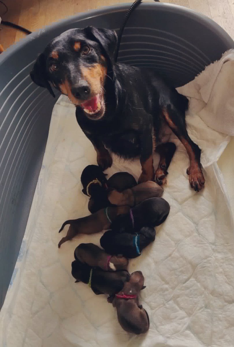 Moj prijatelj Žarko pronašao je i udomio slatkicu koju je nazvao Željka. Osim što je slatka, Željka je, ispostavilo se, također bila skotna i premda su veterinari predviđali do 5 kučića, ova junakinja i apsolutna kraljica rodila ih je 9!

Želiš udomiti kuče? Javi mi se!