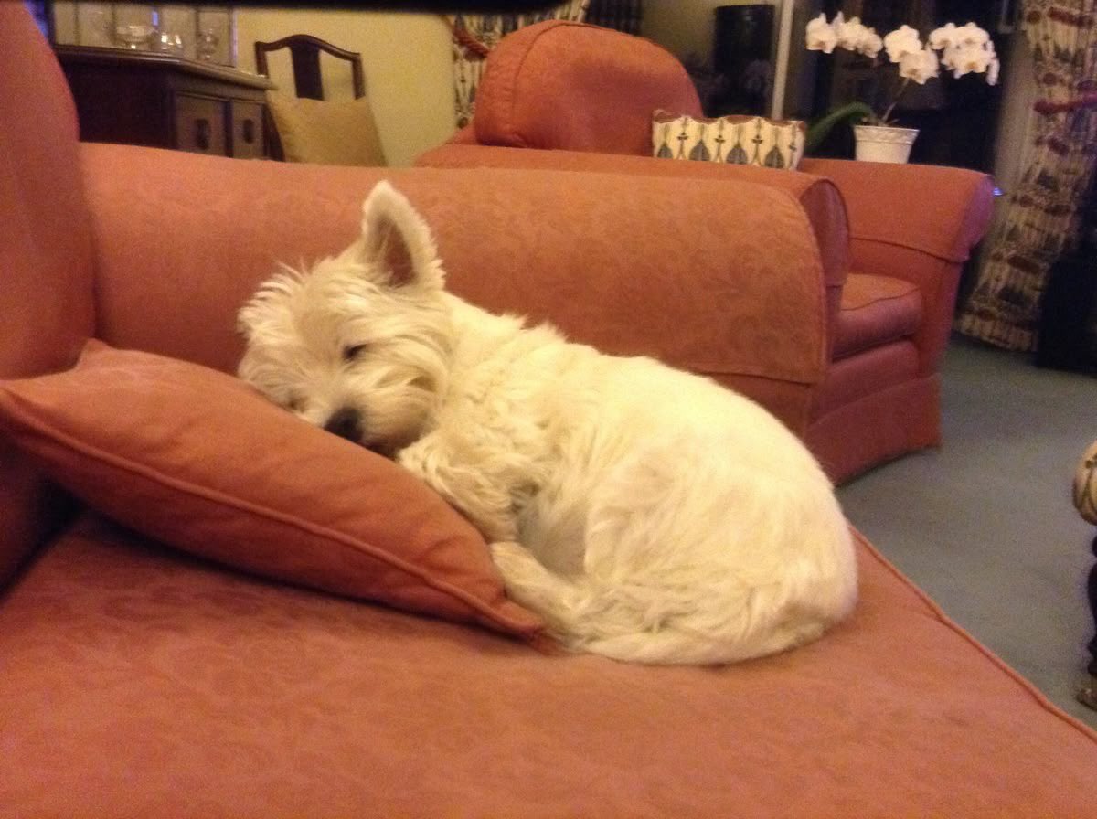 samachive's tweet image. 대학생학대기간 끝나서 좀 놀려규 했더니만 이젠 체력이 안 따라줌 
약속 없으면 걍 시체마냥 침대에서 벗어날수가없스요